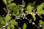 Eastern swamp privet